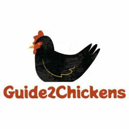 Avatar: Guide2Chickens